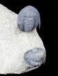 Zlichovaspis, Sculptoproetus?, Reedops Trilobite Association #46602-1